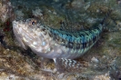 Synodus intermedius (Sand diver lizardfish)